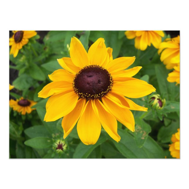Black Eyed Susan Sitting Pretty Photo Print (Front)