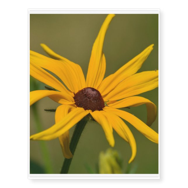Black Eyed Susan Solitude Temporary Tattoos (Front)