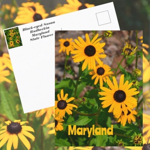 Black_eyed Susan State Flower of Maryland Postcard