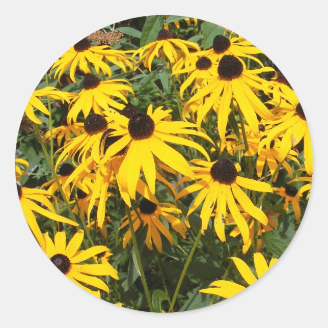 Black Eyed Susan ~ sticker (Front)