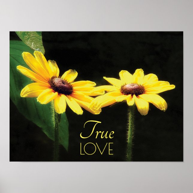 Black Eyed Susan True Love Fine Art Poster (Front)