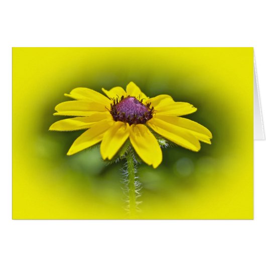 Black-Eyed Susan Wildflower Cards (Front Horizontal)
