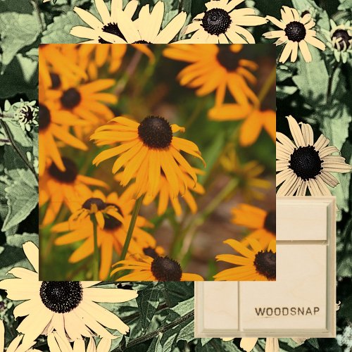 Black_eyed Susan Wildflowers Photographic Floral Wood Wall Art