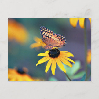 black-eyed susan with butterfly 2 postcard