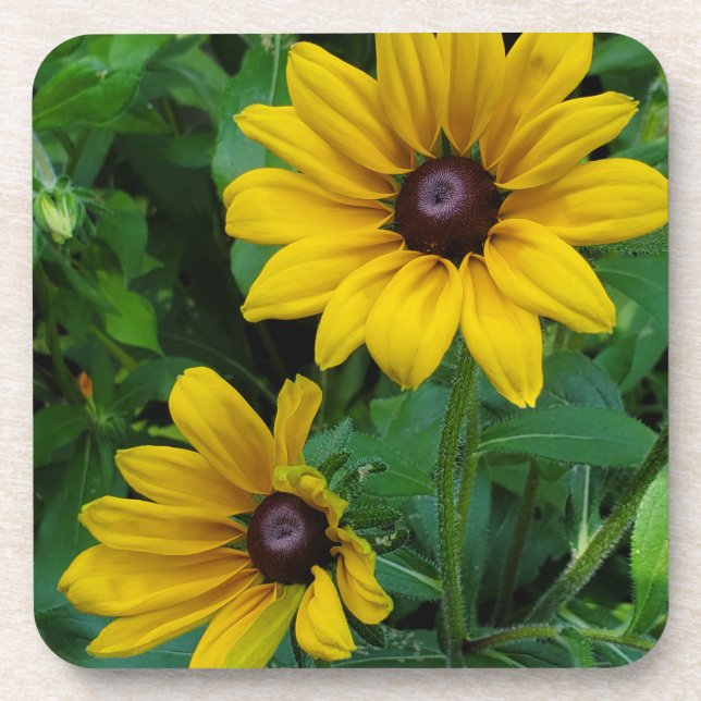 Black-Eyed Susans Beverage Coaster (Front)