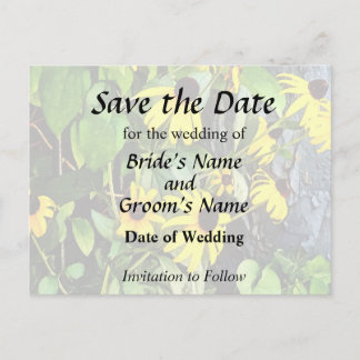 Black Eyed Susans By Stone Wall Announcement Postcard