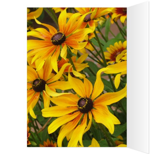 Black Eyed Susans Card (Inside (Left))
