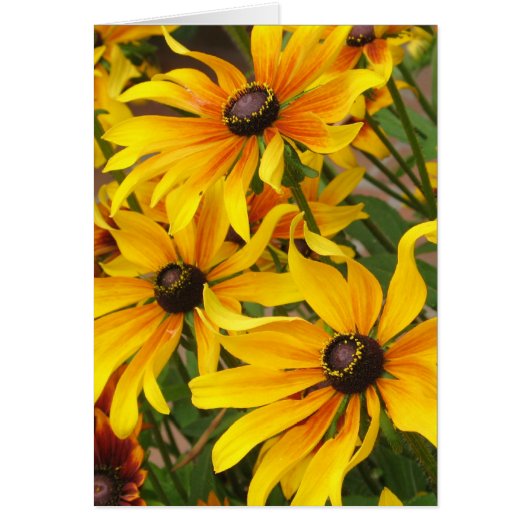Black Eyed Susans Card (Front)