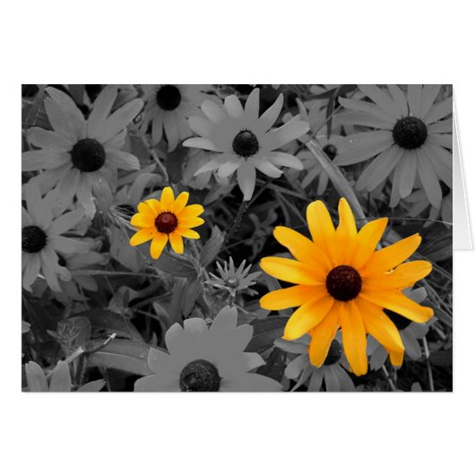 Black Eyed Susans Cards (Front Horizontal)