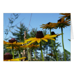 Black eyed Susans Cards
