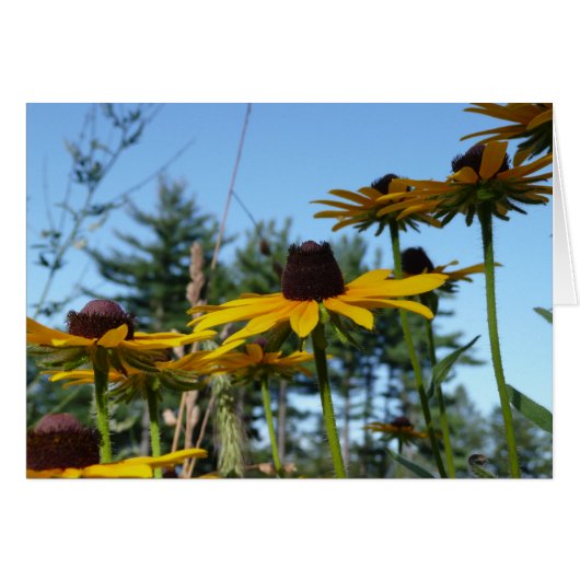 Black eyed Susans Cards (Front Horizontal)