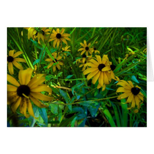 Black-Eyed Susans Cards (Front Horizontal)