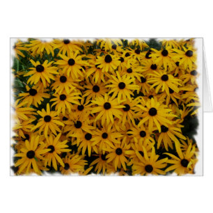 Black Eyed Susans Cards
