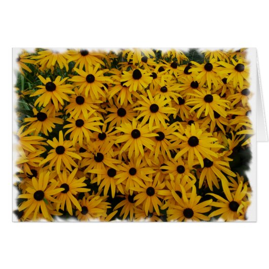 Black Eyed Susans Cards (Front Horizontal)