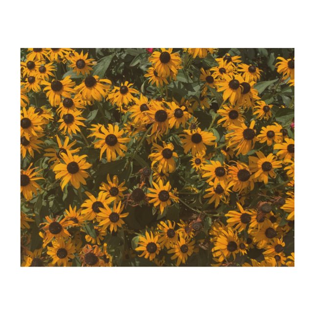 Black eyed Susan's Flowers, Floral, Photography Wood Wall Art (Front)