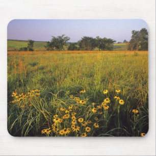 Black eyed Susans in tallgrass prairie at Neil Mouse Pad