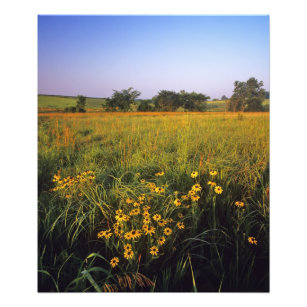 Black eyed Susans in tallgrass prairie at Neil Photo Print