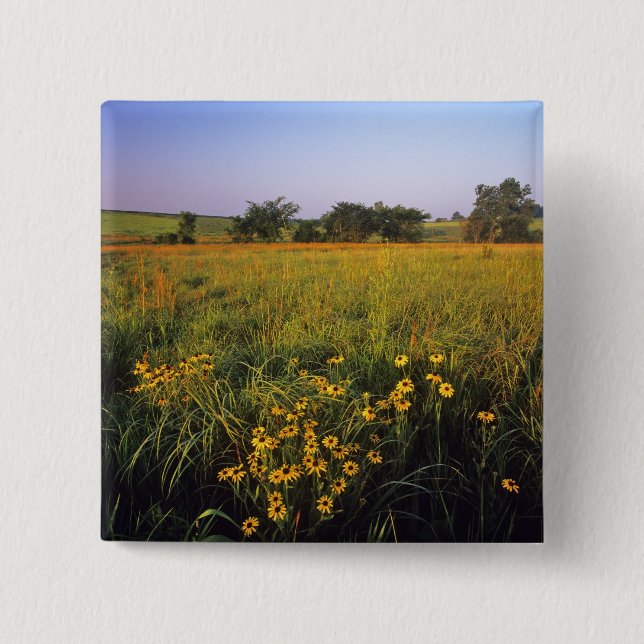 Black eyed Susans in tallgrass prairie at Neil Pinback Button (Front)