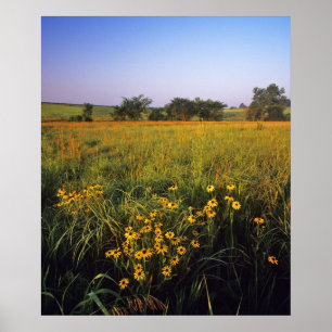 Black eyed Susans in tallgrass prairie at Neil Poster