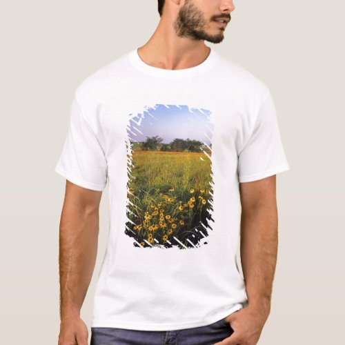 Black eyed Susans in tallgrass prairie at Neil T_Shirt