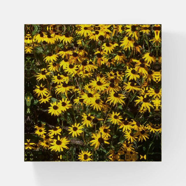 Black eyed Susans paperweight (Front)