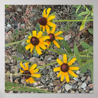 Black-eyed Susans Poster