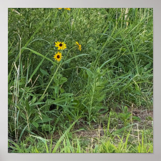 Black-eyed Susans Poster
