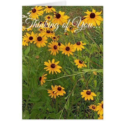 Black-eyed Susans -Thinking of You (Front)