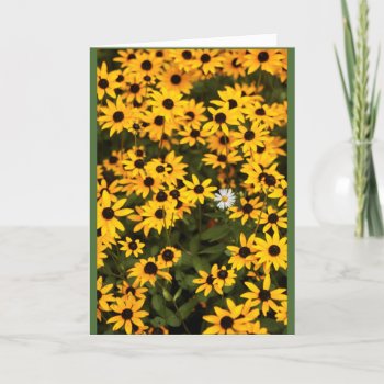 Black Eyed Susie Card by Considernature at Zazzle