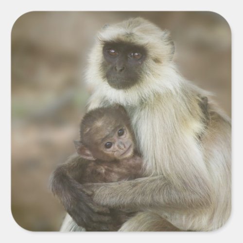 Black_face Langurs mother with baby in Square Sticker