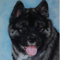 Black 2024 faced akita