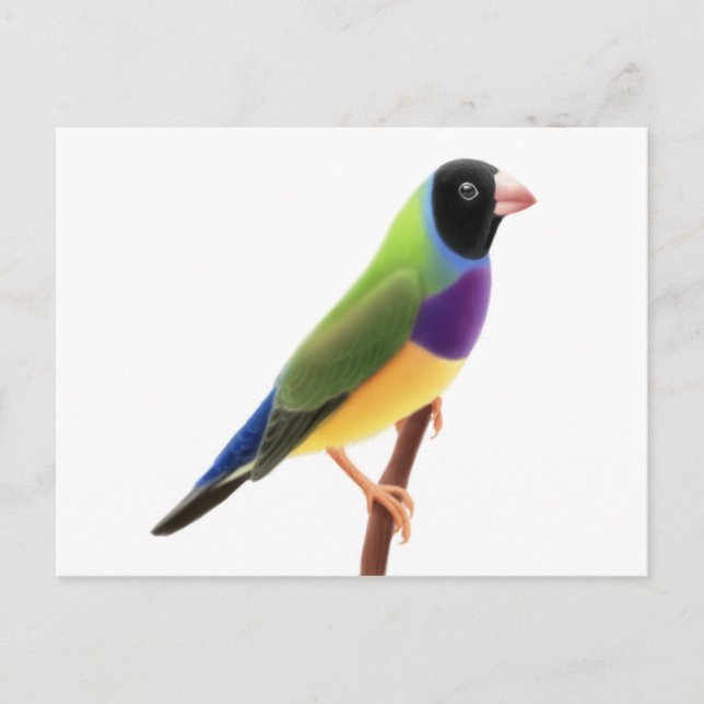 Black Faced Gouldian Finch Postcard (Front)