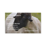 Black Faced Sheep Business Card