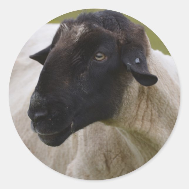 Black Faced Sheep Classic Round Sticker (Front)