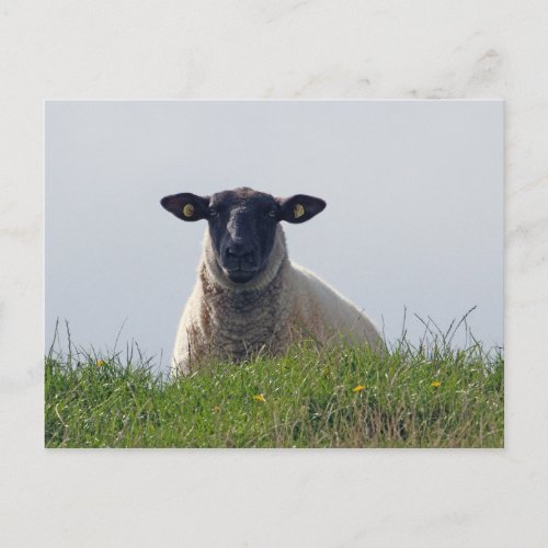 Black_faced Sheep Postcard