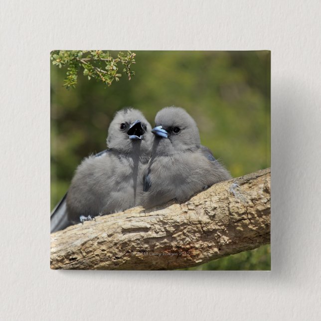 Black Faced Woodswallow, Artamus cinereus, Button (Front)