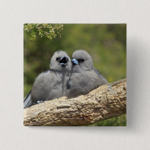 Black Faced Woodswallow, Artamus cinereus, Button