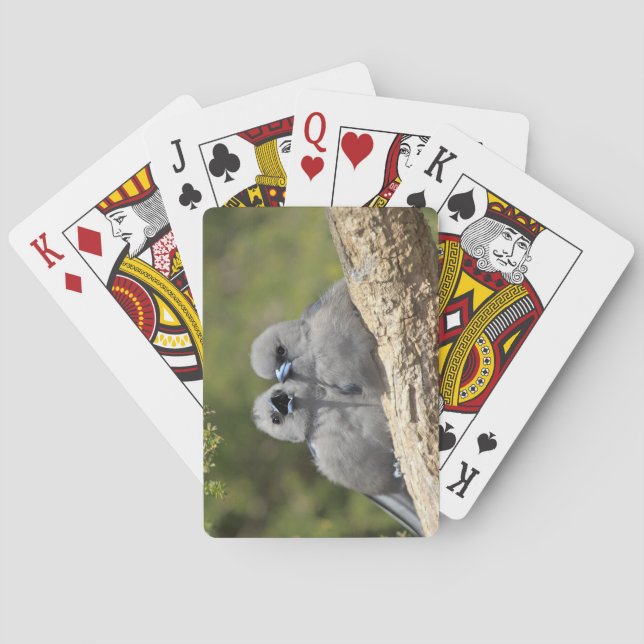 Black Faced Woodswallow, Artamus cinereus Poker Cards (Back)