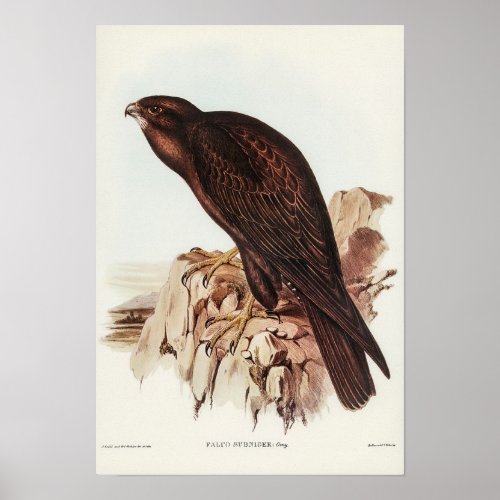 Black Falcon by Elizabeth Gould Poster