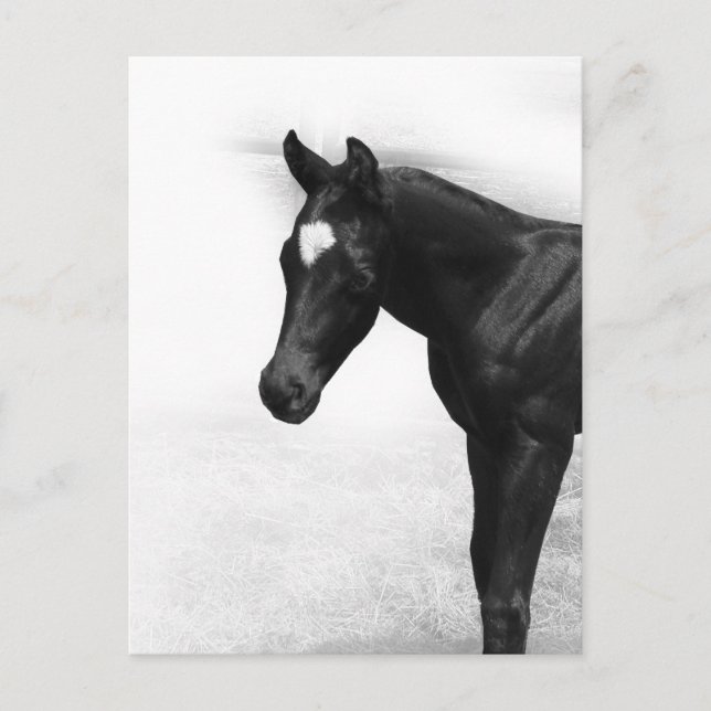 Black Foal Postcard (Front)
