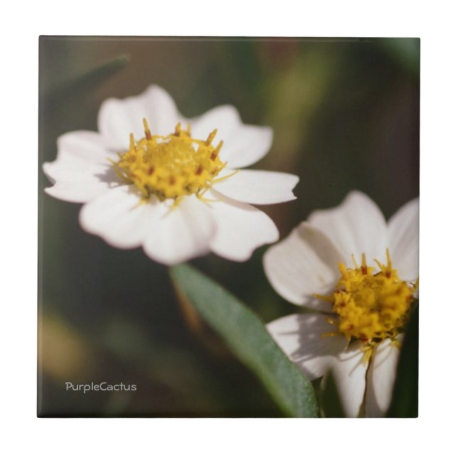 Black Foot Daisy Tile (Front)
