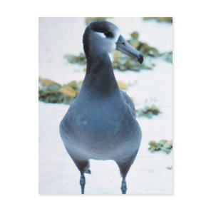 Black footed Albatross Postcard