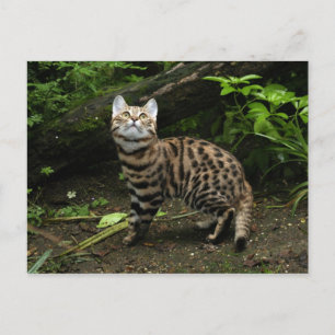 Black footed cat postcard