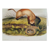 Black-footed Ferret (Front Horizontal)