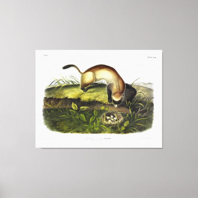 Black-footed Ferret, American Polecat by Audubon Canvas Print (Front)