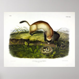 Black-footed Ferret, American Polecat by Audubon Poster