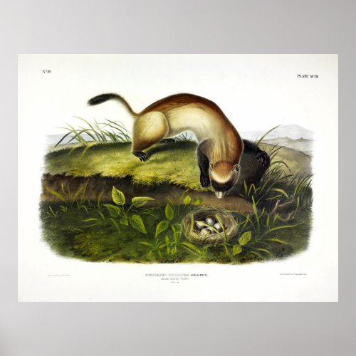 Black_footed Ferret American Polecat by Audubon Poster