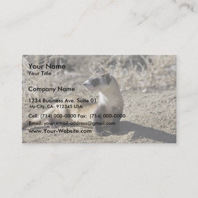 Black-Footed Ferret (captive) Business Card (Front)