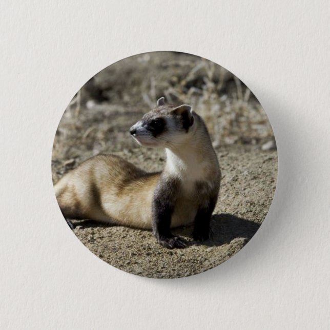 Black-Footed Ferret (captive) Pinback Button (Front)