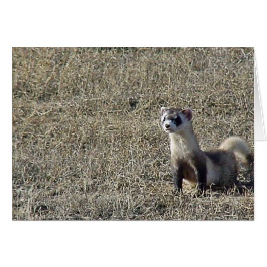 Black-Footed Ferret Cards (Front Horizontal)